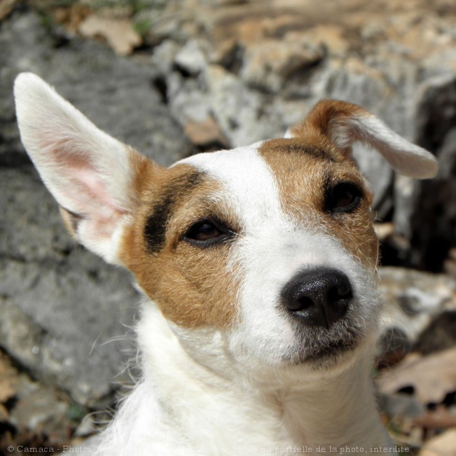 Photo de Jack russell terrier