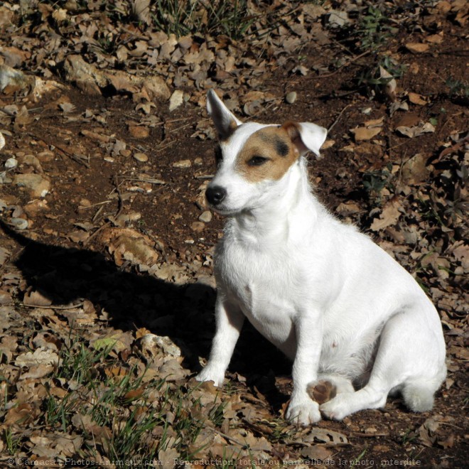 Photo de Jack russell terrier