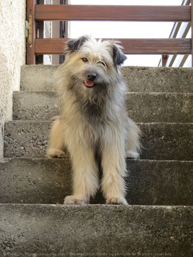 Photo de Chien de berger des pyrenes  poil long