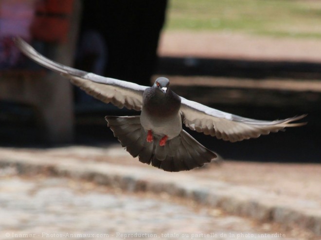 Photo de Pigeon