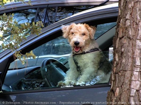 Photo de Fox terrier  poil dur