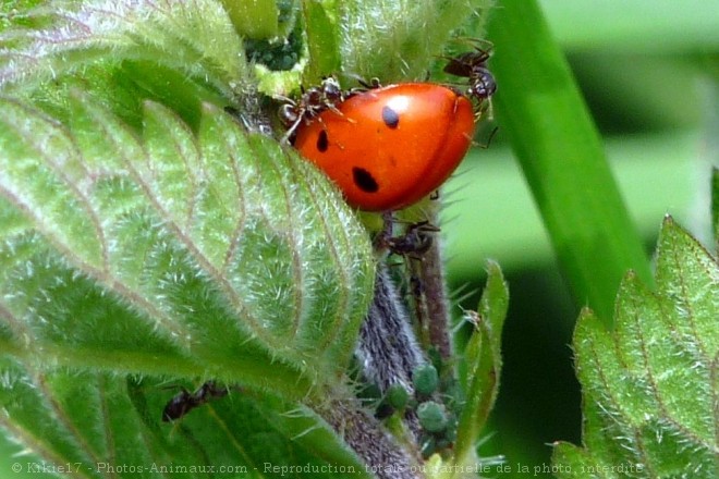 Photo de Coccinelle