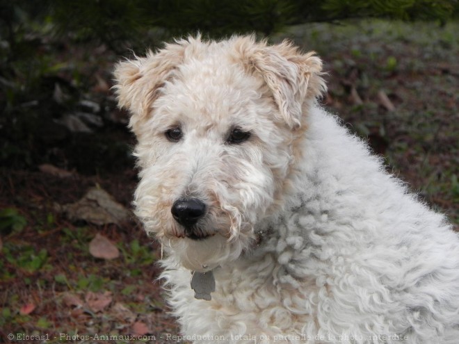 Photo de Fox terrier  poil dur