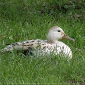 Photo de Canard