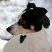 Photo de Jack russell terrier