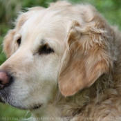 Photo de Golden retriever