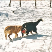 Photo de Races diffrentes