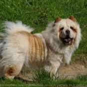 Photo de Chow chow