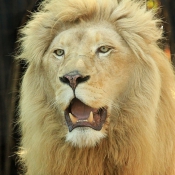 Photo de Lion