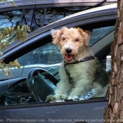 Photo de Fox terrier  poil dur