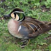 Photo de Canard carolin