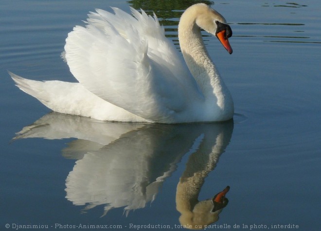 Photo de Cygne