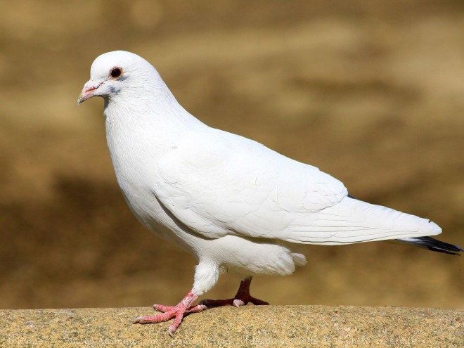 Photo de Pigeon