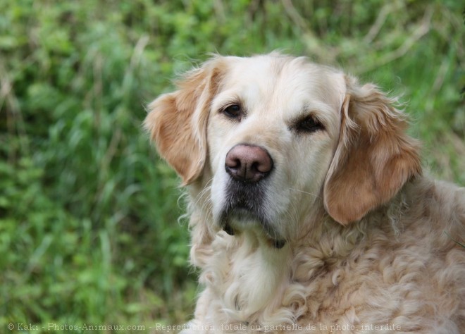 Photo de Golden retriever