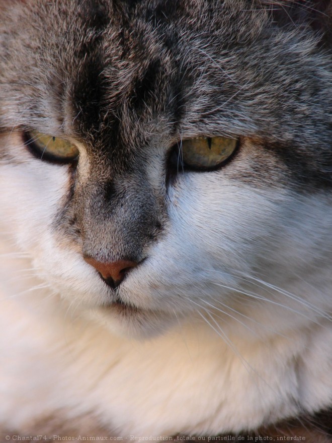 Photo de Chat domestique