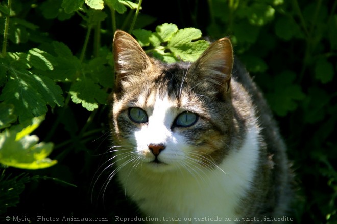 Photo de Chat domestique