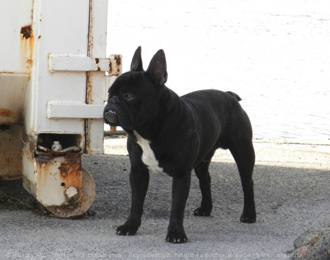 Photo de Bouledogue franais