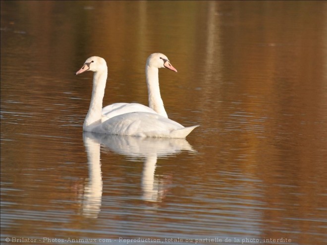 Photo de Cygne