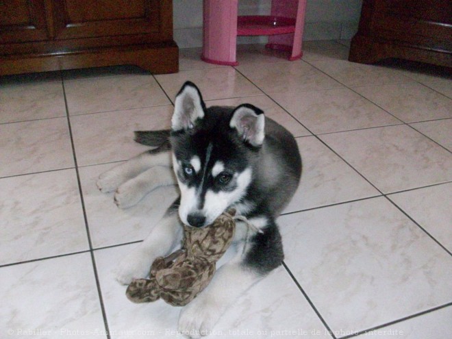 Photo de Husky siberien