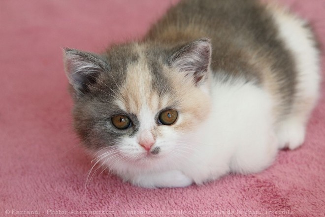 Photo de British shorthair