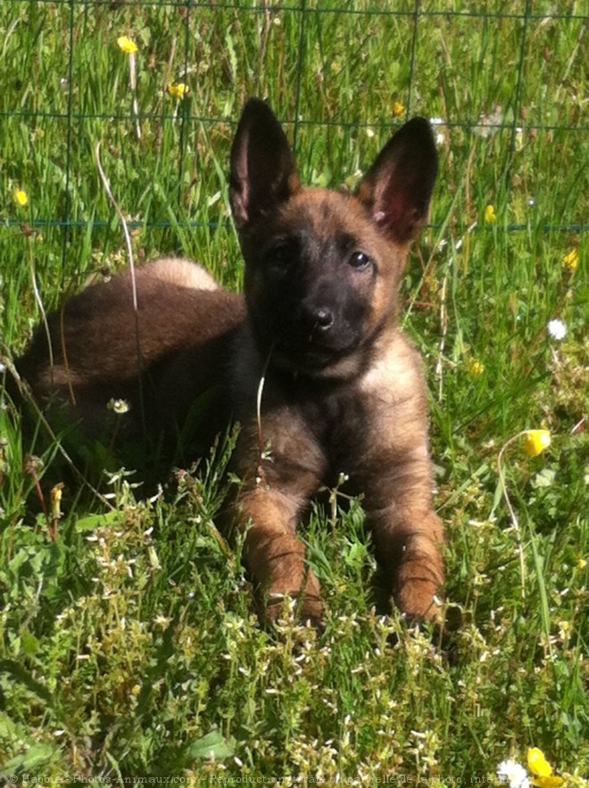 Photo de Berger belge malinois