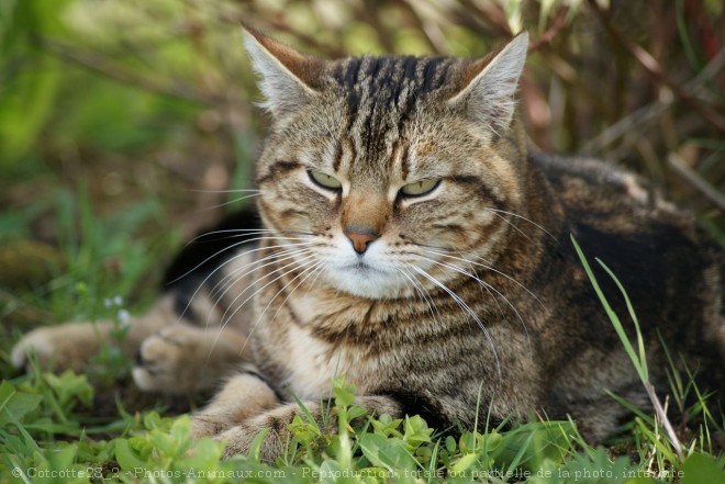 Photo de Chat domestique