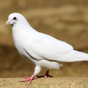 Photo de Pigeon