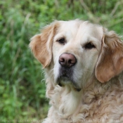 Photo de Golden retriever