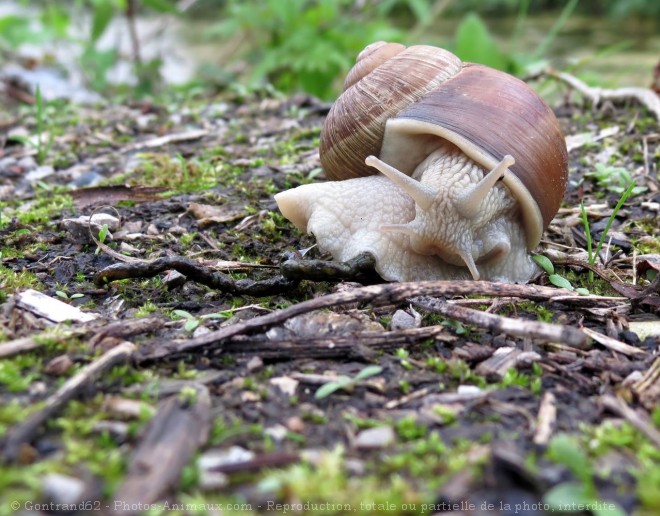 Photo d'Escargot