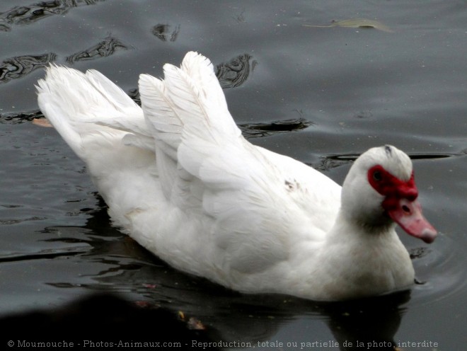 Photo de Canard de barbarie