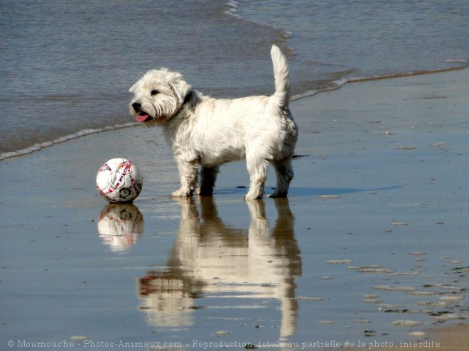 Photo de Coton de tulear