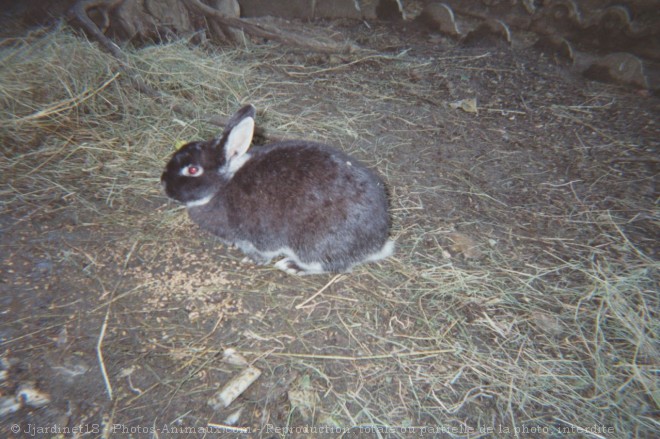 Photo de Lapin