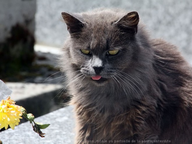 Photo de Chat domestique