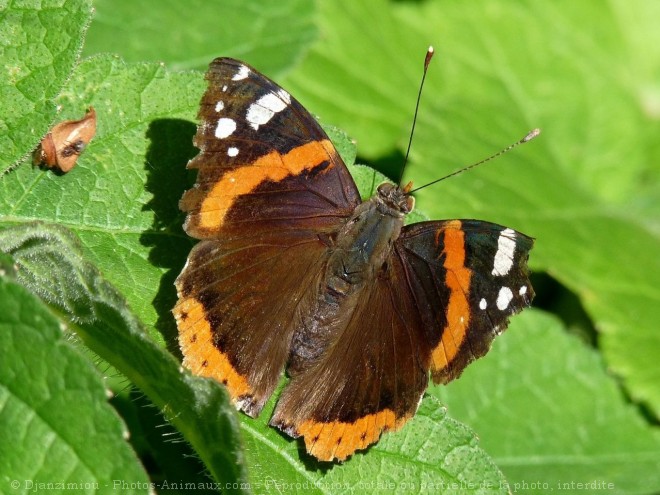 Photo de Papillon - vulcain