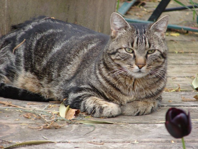 Photo de Chat domestique