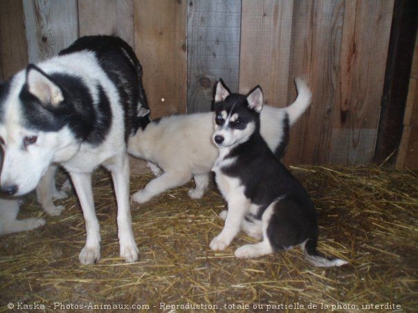 Photo de Husky siberien