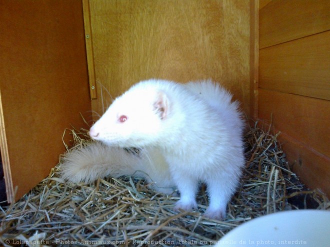 Photo de Furet