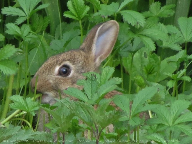 Photo de Lapin