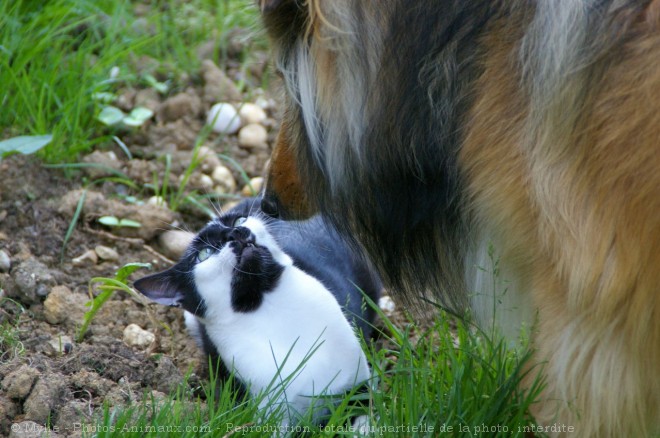 Photo de Chat domestique