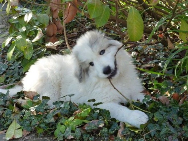 Photo de Chien de montagne des pyrnes