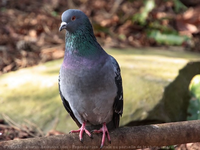 Photo de Pigeon