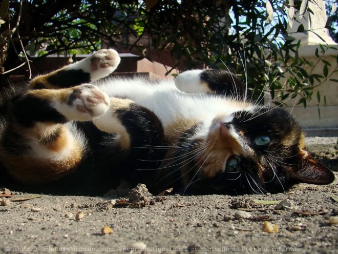 Photo de Chat domestique