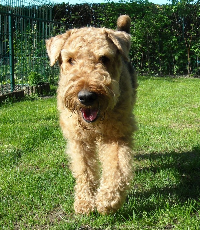 Photo d'Airedale terrier