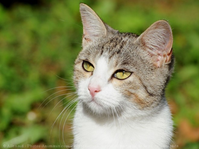 Photo de Chat domestique