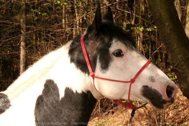 Photo de Paint horse