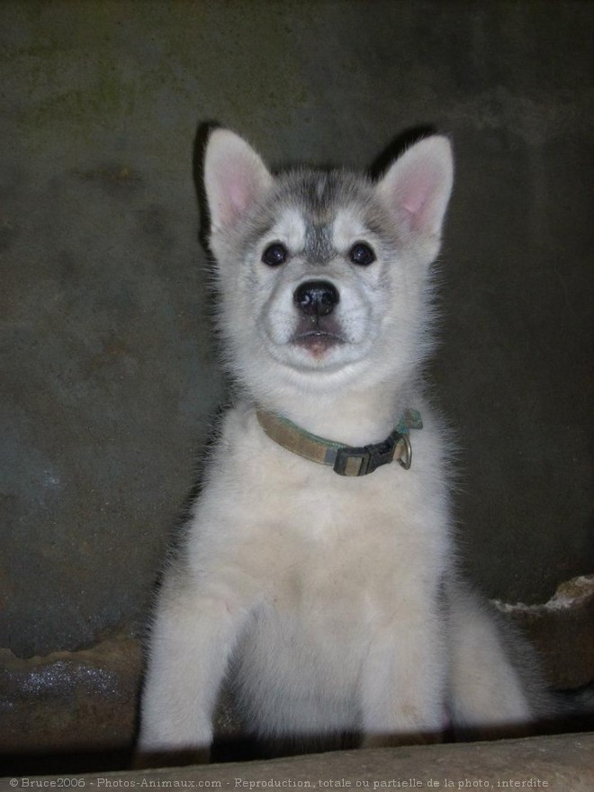 Photo de Husky siberien