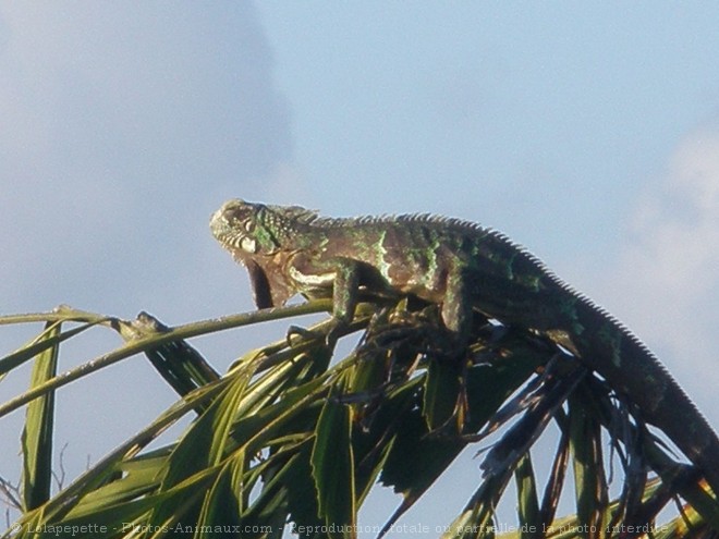 Photo d'Iguane