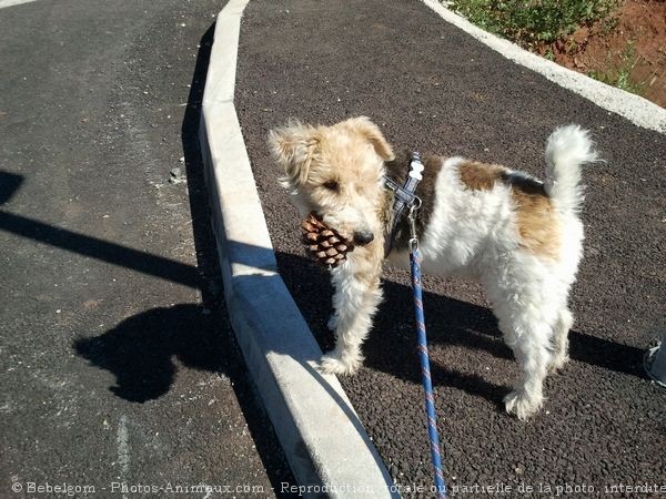 Photo de Fox terrier  poil dur