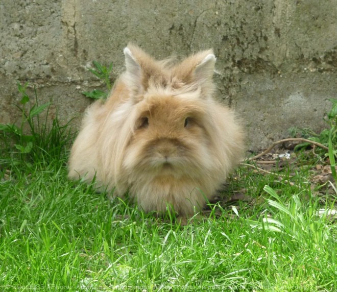 Photo de Lapin