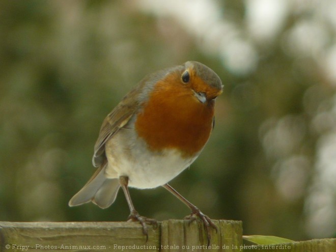 Photo de Rouge gorge